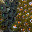 colourful anemones on Kusu Island