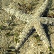 common sea star, kusu