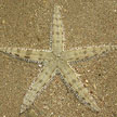 common sea star