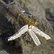 Enhalus seagrass flower