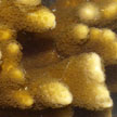 staghorn coral