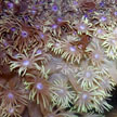 anemone coral