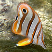 butterflyfish on Sentosa
