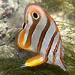 butterflyfish