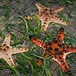 Knobbly sea stars