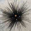 Diadema sea urchin