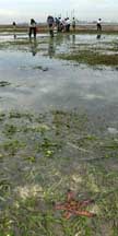 Lush seagrass meadows