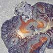 giant carpet anemone