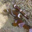 anemonefishes