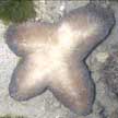 star-shaped mushroom coral