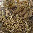 sargassum (brown seaweed)