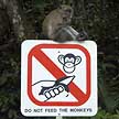 download free do not feed the monkeys