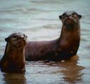 Otters at Sungei Buloh
