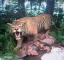 Tiger at Bukit Timah