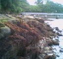 sargassum covered rocks