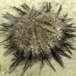 sea urchin, changi