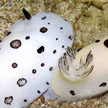 nudibranchs on Sentosa