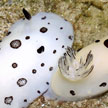 nudibranch