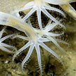 close up of sea pen