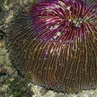 mushroom coral on Sisters Island