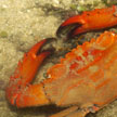 swimming crab on Sisters Island