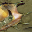 spider conch, lazarus