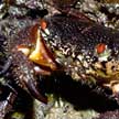 red eyed reef crab