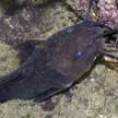 eel-tailed catfish