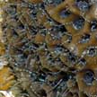 brittle stars in a sponge