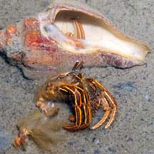 hermit crab exoskeleton