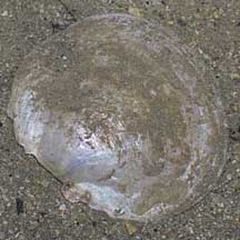 Window-pane Clams (Placuna Sp.) On The Shores Of Singapore