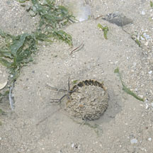 Window-pane Clams (Placuna Sp.) On The Shores Of Singapore