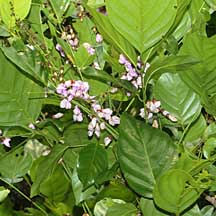 Pongamia Pinnata